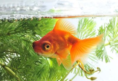 搬家魚缸和魚送人會破財嗎：搬家魚缸和魚送人會破財嗎？