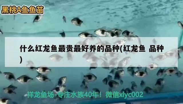 什么品種紅龍魚最貴：紅龍魚中最貴的品種是什么？