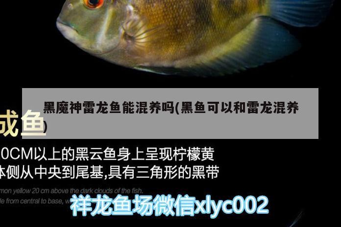黑魔神雷龍魚能混養嗎(黑魚可以和雷龍混養)