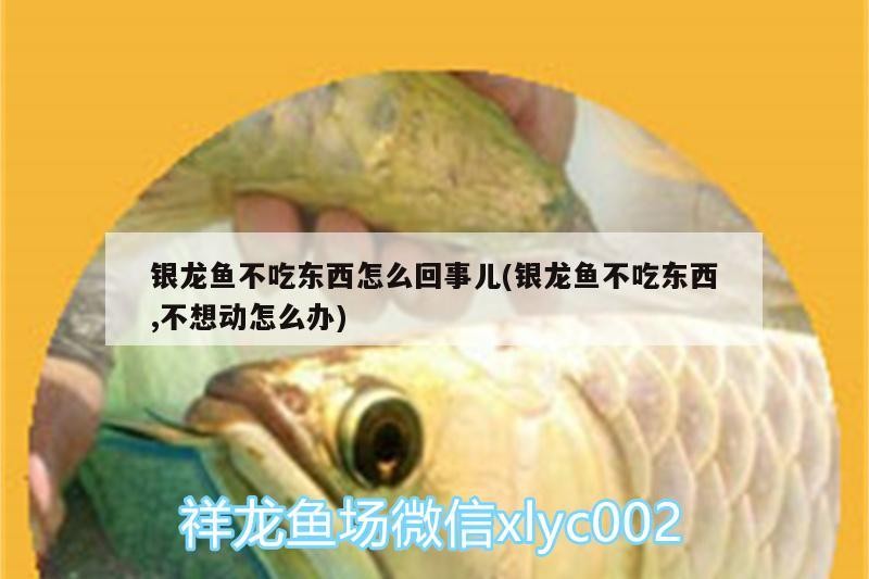 銀龍魚不吃東西怎么回事兒(銀龍魚不吃東西,不想動怎么辦)