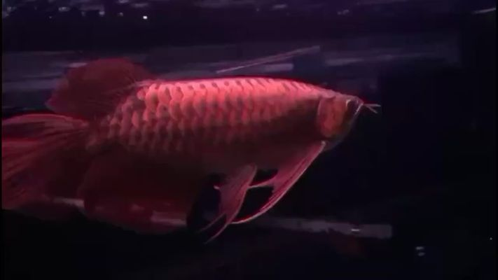 龍魚水質phvs祥龍魚場：祥龍魚場的水質管理