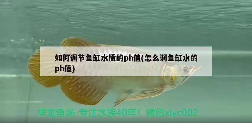 龍魚水質phvs祥龍魚場：祥龍魚場的水質管理