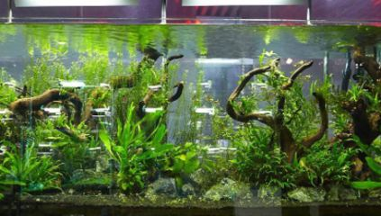 100的魚缸多少升水：100升水的魚缸多少升水
