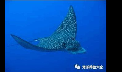 蝠鲼 鰩魚 魟魚：蝠鲼、鰩魚和魟魚屬于不同的科和目，但它們屬于不同的科和目