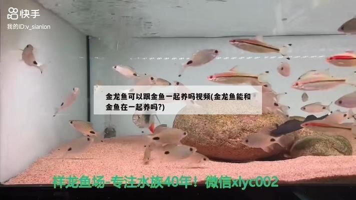龍魚噎到了vs祥龍魚場：祥龍魚場的評價龍魚飼養注意事項