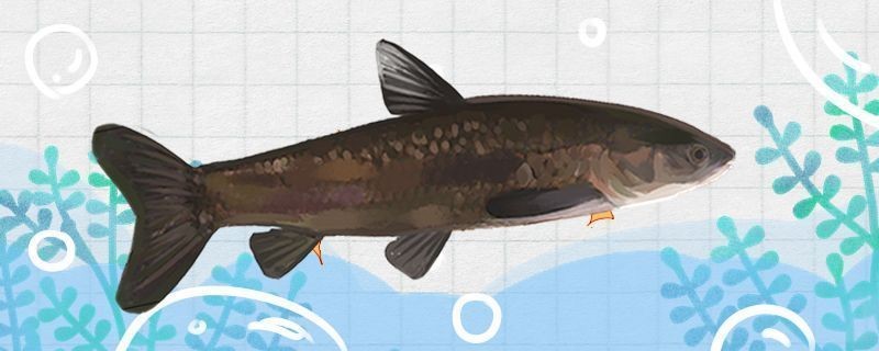 龍魚噎到了vs祥龍魚場：祥龍魚場的評價龍魚飼養注意事項