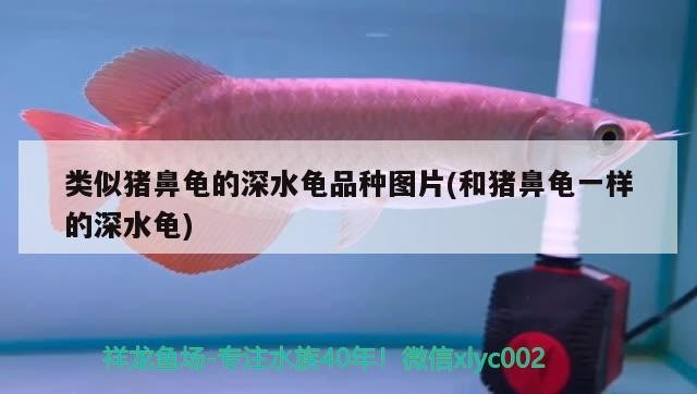 類似豬鼻龜?shù)纳钏斊贩N圖片(和豬鼻龜一樣的深水龜)