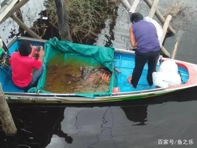印尼虎魚暴斃事件是真的嗎：印尼虎魚暴斃事件可能是真實發(fā)生的，魚友b的印尼虎魚突然死亡