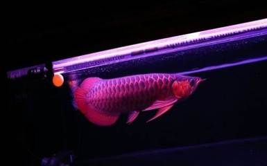 紅龍魚用什么品牌的燈好：紅龍魚專用燈具哪個牌子好