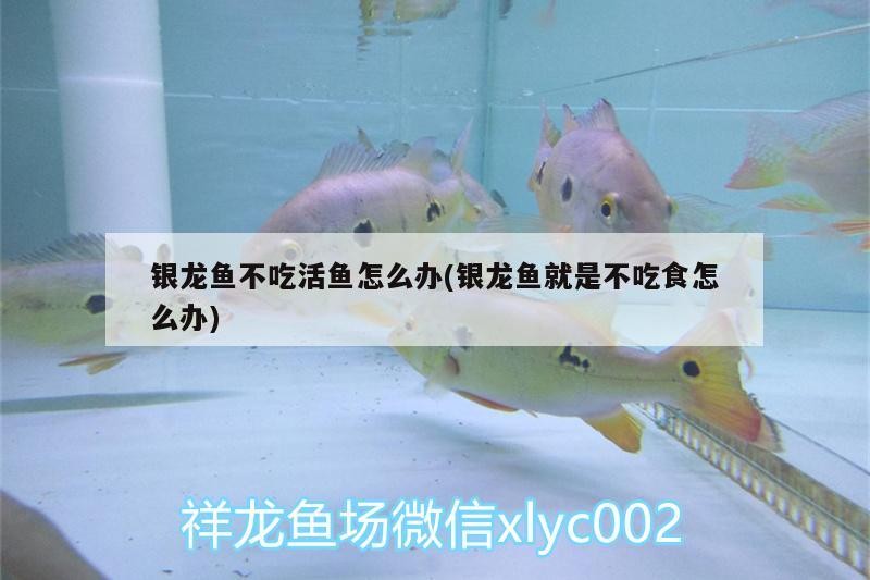 我的虎魚真菌感染了要怎么處理 銀龍魚不吃活魚怎么辦(銀龍魚就是不吃食怎么辦) 銀龍魚百科 銀龍魚不吃活魚怎么辦(銀龍魚就是不吃食怎么辦) 銀龍魚不吃活魚怎么辦(銀龍魚就是不吃食怎么辦) 銀龍魚百科