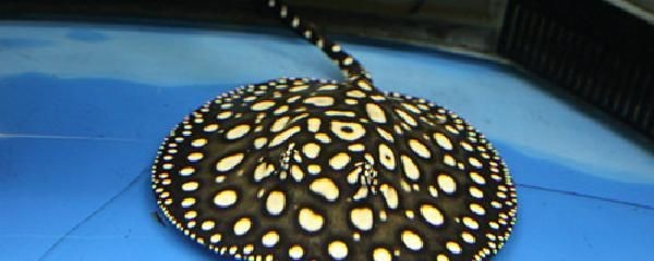 魟魚掉下來的刺還有毒嗎視頻：魟魚掉下來的刺還有毒嗎