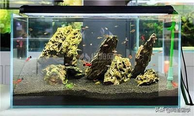 604545的魚缸養多少魚：604545的魚缸適合養30條到50條小型熱帶魚 604545的魚缸養多少魚：604545的魚缸適合養30條到50條小型熱帶魚 魚缸百科 第3張