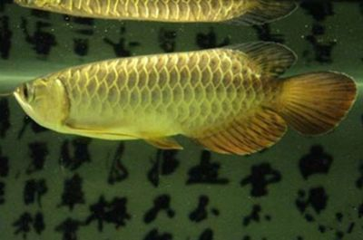 龍魚應該喂什么水vs祥龍魚場：龍魚應該喂什么水