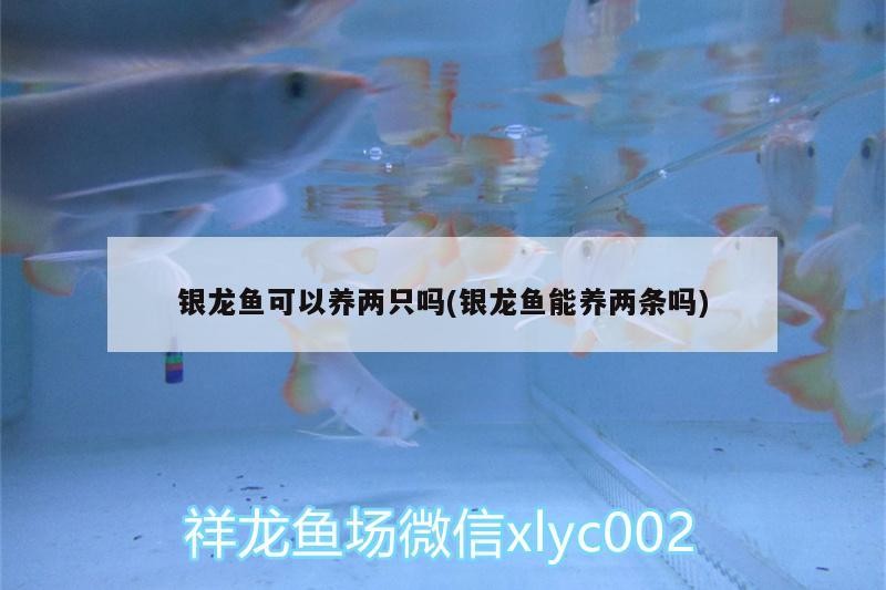 銀龍魚可以養兩只嗎(銀龍魚能養兩條嗎)