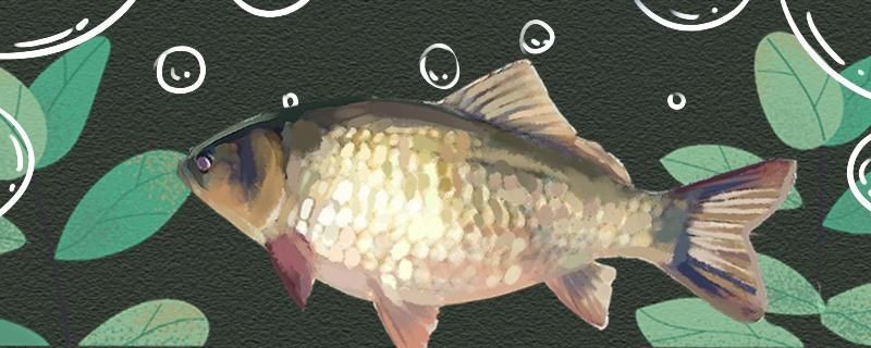冬季野釣鯽魚釣遠還是釣近用什么餌料最好