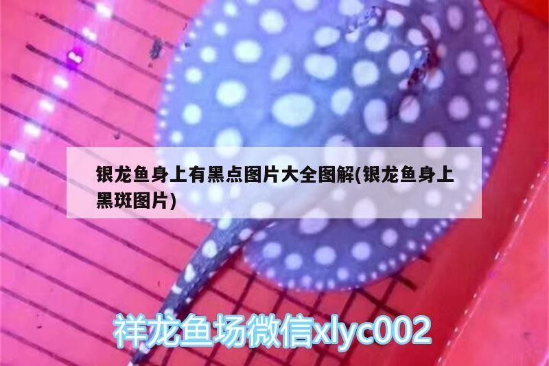 銀龍魚身上有黑點圖片大全圖解(銀龍魚身上黑斑圖片)