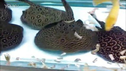 黑帝王魟魚保護政策有哪些：黑帝王魟魚棲息地保護現狀，黑帝王魟魚觀賞價值評估