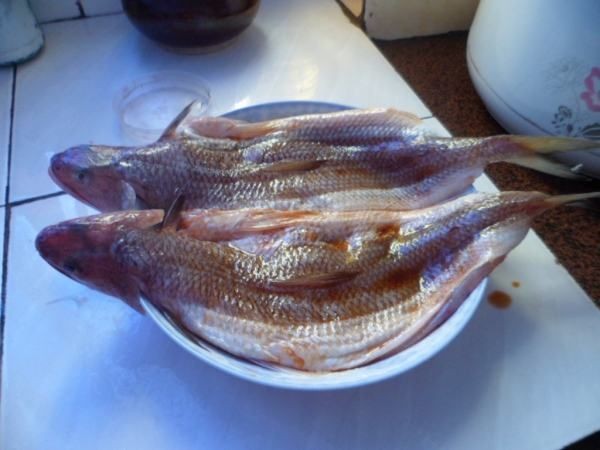 梅州龍魚vs祥龍魚場(探討梅州龍魚與祥龍魚場之間的差異之前,我們需要明確兩者所指的內容) 全國水族館企業名錄 第5張 梅州龍魚vs祥龍魚場(探討梅州龍魚與祥龍魚場之間的差異之前,我們需要明確兩者所指的內容) 梅州龍魚vs祥龍魚場(探討梅州龍魚與祥龍魚場之間的差異之前,我們需要明確兩者所指的內容) 全國水族館企業名錄 第5張