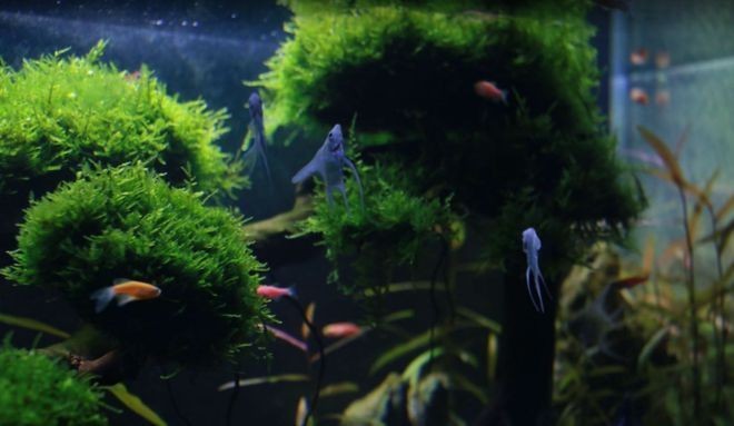 怎樣清洗底濾的魚缸