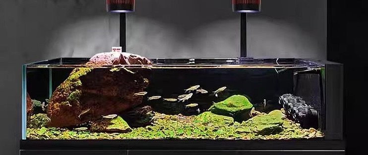 肅州區(qū)云龍水族館（肅州區(qū)云龍水族館電話） 肅州區(qū)云龍水族館（肅州區(qū)云龍水族館電話） 全國水族館企業(yè)名錄 第2張