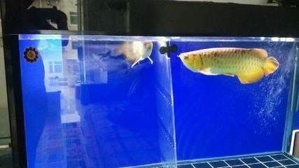 有哪些方法可以增強(qiáng)小火龍魚的記憶,pholidotaflavescens小火龍魚的記憶力訓(xùn)練 龍魚百科 第2張 有哪些方法可以增強(qiáng)小火龍魚的記憶,pholidotaflavescens小火龍魚的記憶力訓(xùn)練 有哪些方法可以增強(qiáng)小火龍魚的記憶,pholidotaflavescens小火龍魚的記憶力訓(xùn)練 龍魚百科 第2張