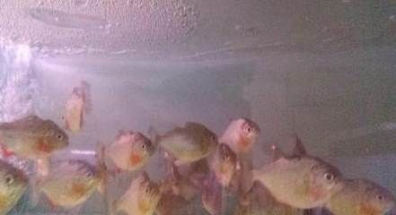 大連龍魚vs祥龍魚場（大連龍魚與祥龍魚場的區別）