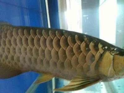 大連龍魚vs祥龍魚場（大連龍魚與祥龍魚場的區別）