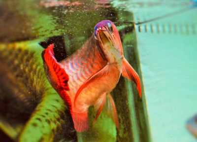 紅龍魚什么樣算火焰尾：紅龍魚什么樣算火焰尾詳情