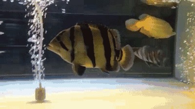 虎魚要天天喂嗎：虎魚的喂食頻率并不固定不變，而是取決于虎魚的大小和種類 虎魚要天天喂嗎：虎魚的喂食頻率并不固定不變，而是取決于虎魚的大小和種類 虎魚百科 第3張