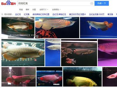 欽州水族館vs祥龍魚場（探討欽州水族館與祥龍魚場之間的差異之前需要了解這兩者的背景信息）