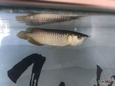 欽州水族館vs祥龍魚場（探討欽州水族館與祥龍魚場之間的差異之前需要了解這兩者的背景信息）