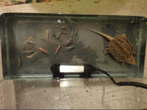 大鱷龜魚缸造景方法：大鱷龜魚缸造景技巧魚缸造景技巧和注意事項