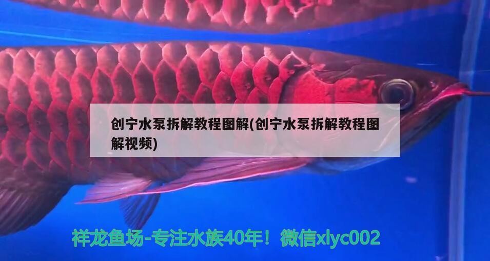 創寧水泵拆解教程圖解(創寧水泵拆解教程圖解視頻)
