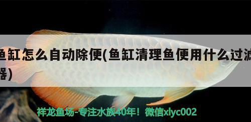魚缸怎么自動除便(魚缸清理魚便用什么過濾器)