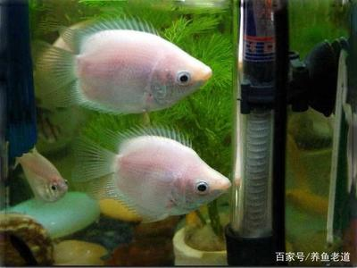 什么是過背金龍魚高背(過背金龍魚的過背是什么意思) 什么是過背金龍魚高背(過背金龍魚的過背是什么意思) 金龍魚百科