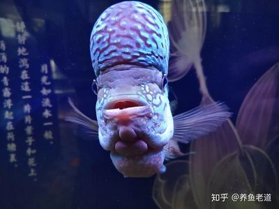 虎魚要喂什么：虎魚的喂食應該注重食物的選擇、喂食的頻率和訓食技巧