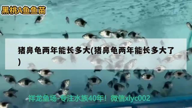 豬鼻龜兩年能長多大(豬鼻龜兩年能長多大了)