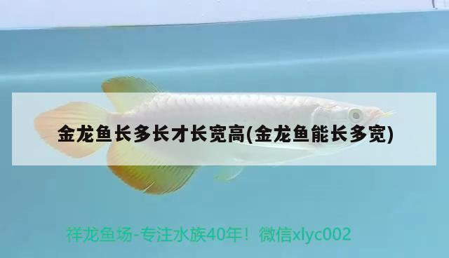 金龍魚長(zhǎng)多長(zhǎng)才長(zhǎng)寬高(金龍魚能長(zhǎng)多寬)