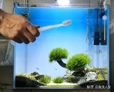 玻璃擦可以擦魚缸嗎：魚缸清潔工具玻璃擦的使用方法