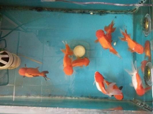 魚缸魚不愛動(dòng)怎么辦，如何改善魚缸水質(zhì) 魚缸魚不愛動(dòng)怎么辦，如何改善魚缸水質(zhì) 魚缸百科 第3張