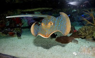 魚缸魚不愛動(dòng)怎么辦，如何改善魚缸水質(zhì) 魚缸魚不愛動(dòng)怎么辦，如何改善魚缸水質(zhì) 魚缸百科 第6張