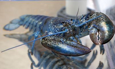 小龍魚線vs祥龍魚場：小龍魚線與祥龍魚場對比