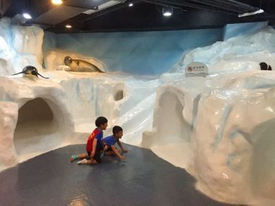 魟魚喂養時間：魟魚的喂養時間 魟魚喂養時間：魟魚的喂養時間 魟魚百科 第2張