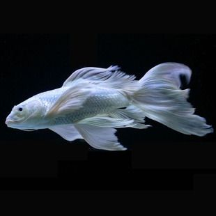 臺灣蝴蝶鯉可以和龍魚魟魚混養嗎