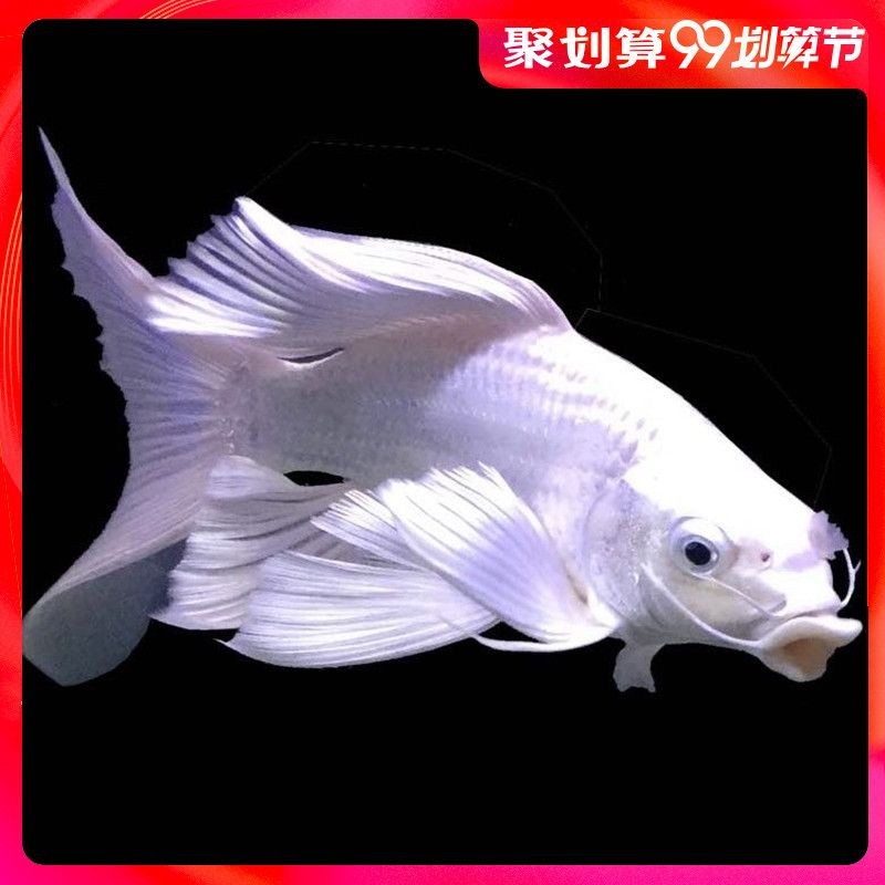 臺灣蝴蝶鯉可以和龍魚魟魚混養嗎