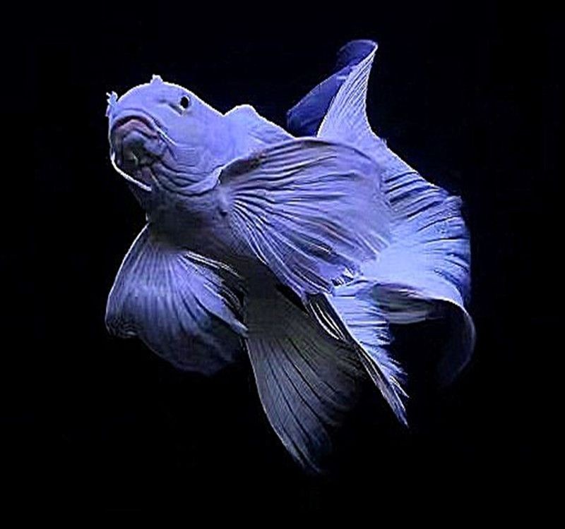 臺灣蝴蝶鯉可以和龍魚魟魚混養嗎