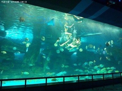 濟南水族館vs祥龍魚場（探討濟南水族館與祥龍魚場之間的差異，我們需要明確兩者的基本信息）