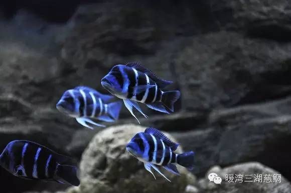 1米魚缸養幾條薩伊藍鯉：1米長的魚缸養6-8條薩伊藍鯉
