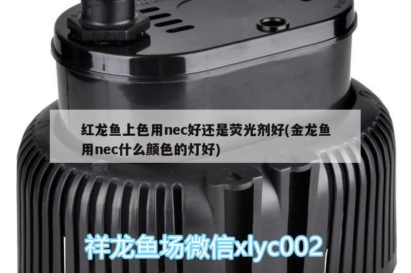 紅龍魚上色用nec好還是熒光劑好(金龍魚用nec什么顏色的燈好) 紅龍魚上色用nec好還是熒光劑好(金龍魚用nec什么顏色的燈好) 魟魚百科
