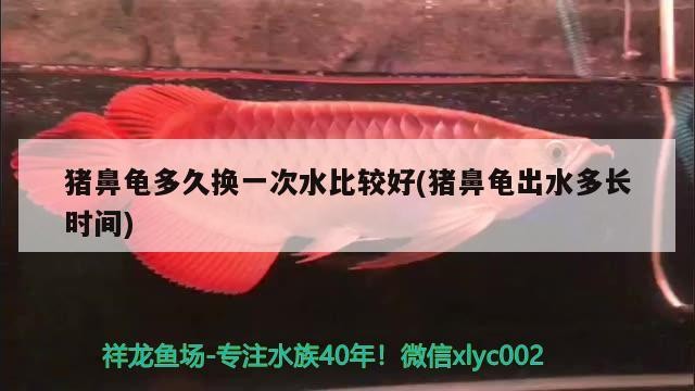 豬鼻龜多久換一次水比較好(豬鼻龜出水多長(zhǎng)時(shí)間)